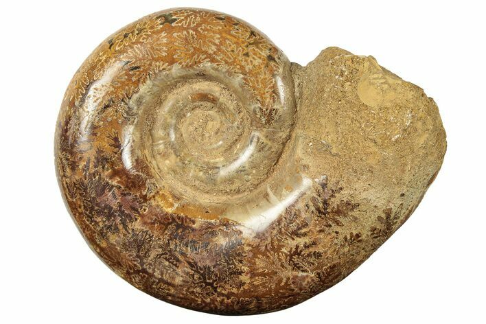 Jurassic Ammonite (Hemilytoceras) Fossil - Madagascar #226731